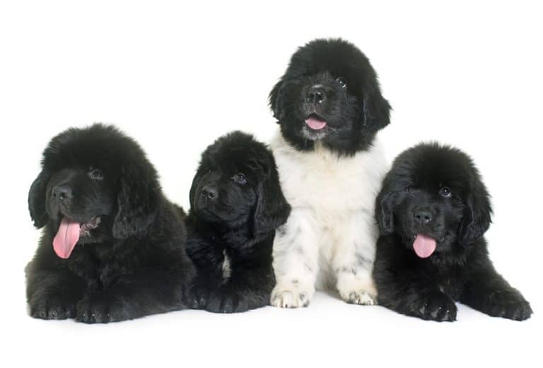 10 Healthiest & Best Dog Food for Newfoundlands in 2022 revealed!