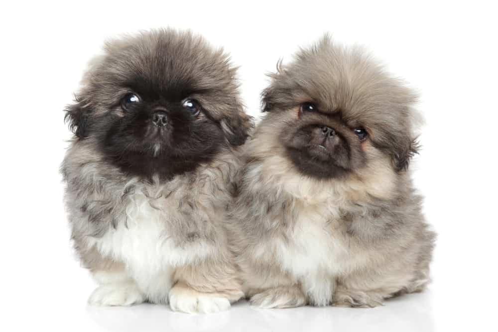 10 Healthiest & Best Dog Food For Pekingese in 2022 Revealed!