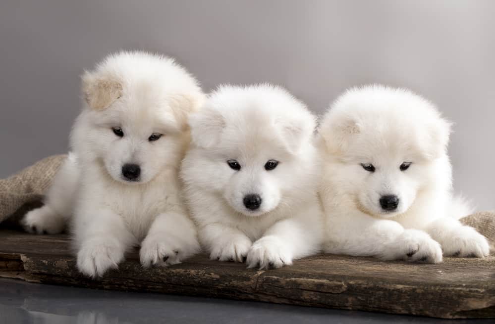 Best Dog Food for Samoyed: Top Picks for a Healthy Coat and Energy 9
