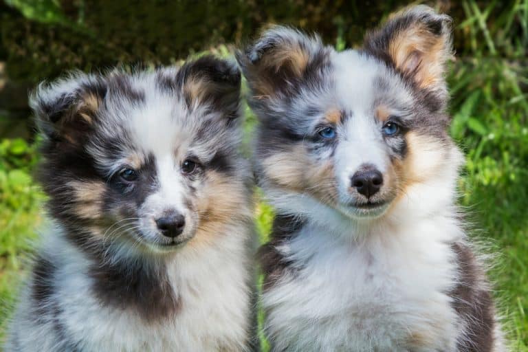 10 Healthiest & Best Dog Food For Shetland Sheepdogs in 2022
