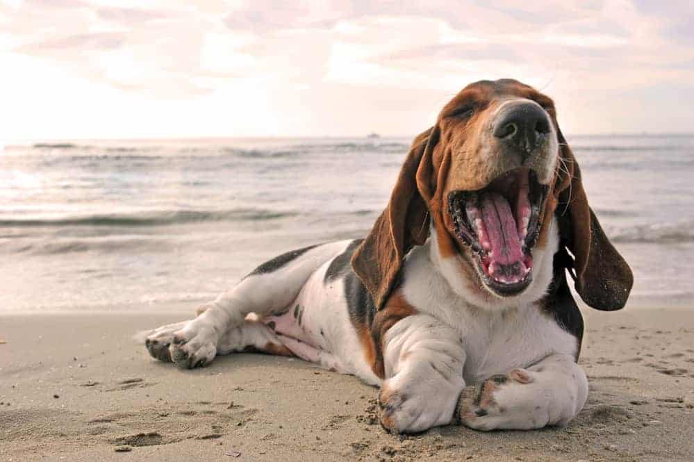 10 Healthiest & Best Dog Food for Basset Hounds in 2022 Revealed!