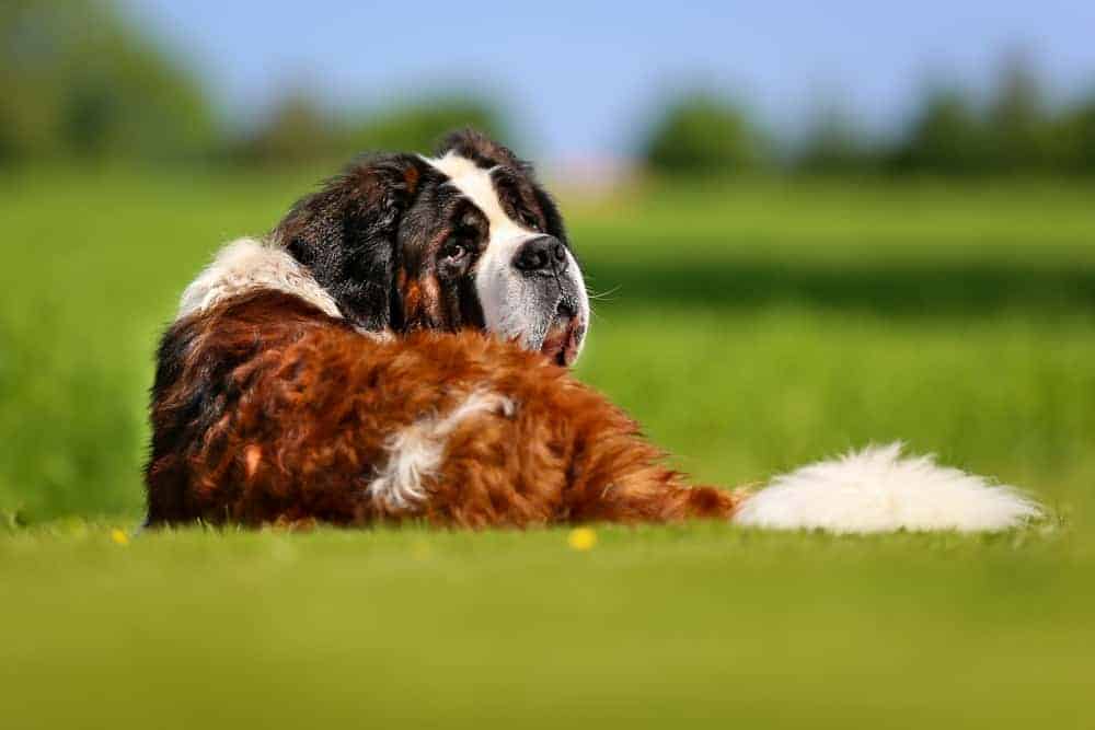 10 Healthiest & Best Dog Food For Saint Bernard in 2022