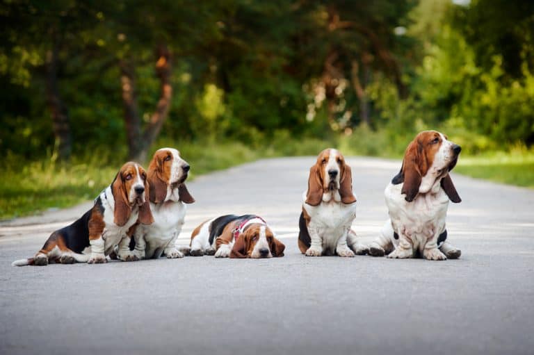Curated visual reference: Picture Idea: 10 Healthiest Best Dog Food For Basset Hounds In 2022