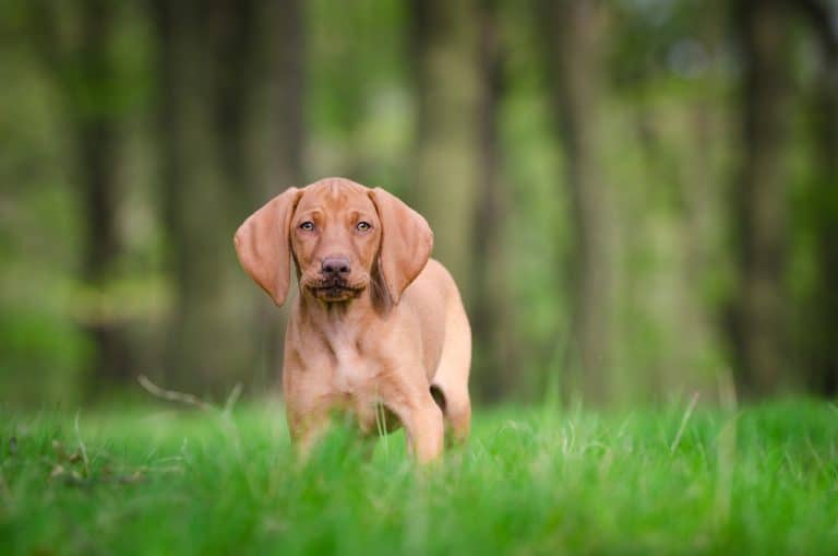 10 Healthiest & Best Dog Food For Vizsla in 2022 Revealed!