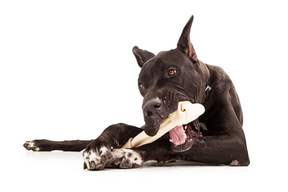 Gentle Giants Dog Food Reviews 2022 Is It As Best As They Say gentle-giants-dog-food-reviews-2022-is-it-as-best-as-they-say