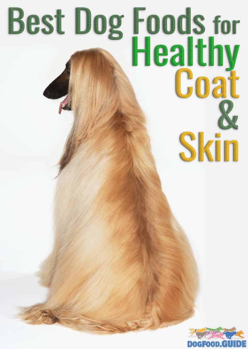 10 Healthiest & Best Dog Food for Healthy Coat & Skin Revealed!
