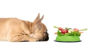 best dog food for acid reflux