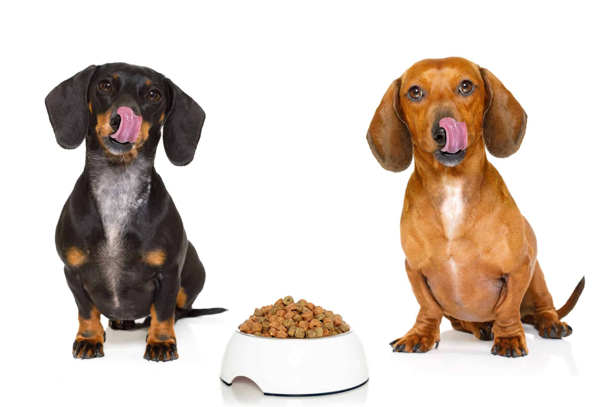5 Best Yeast Free Dog Food Brands Our Top Picks for 2021!