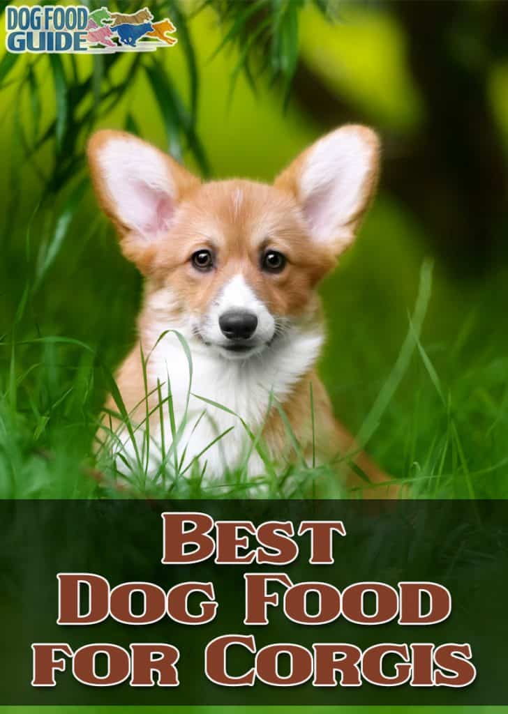Best Dog Food for Corgis: Fueling the Energy of Your Loyal Companion 1