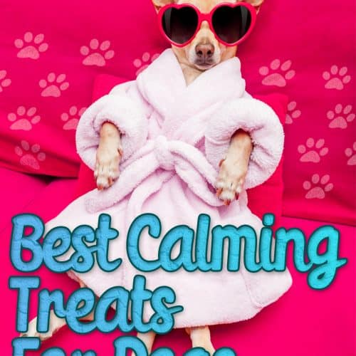 Sport Dog Food Reviews 2022 Best Suited for Active Dogs?