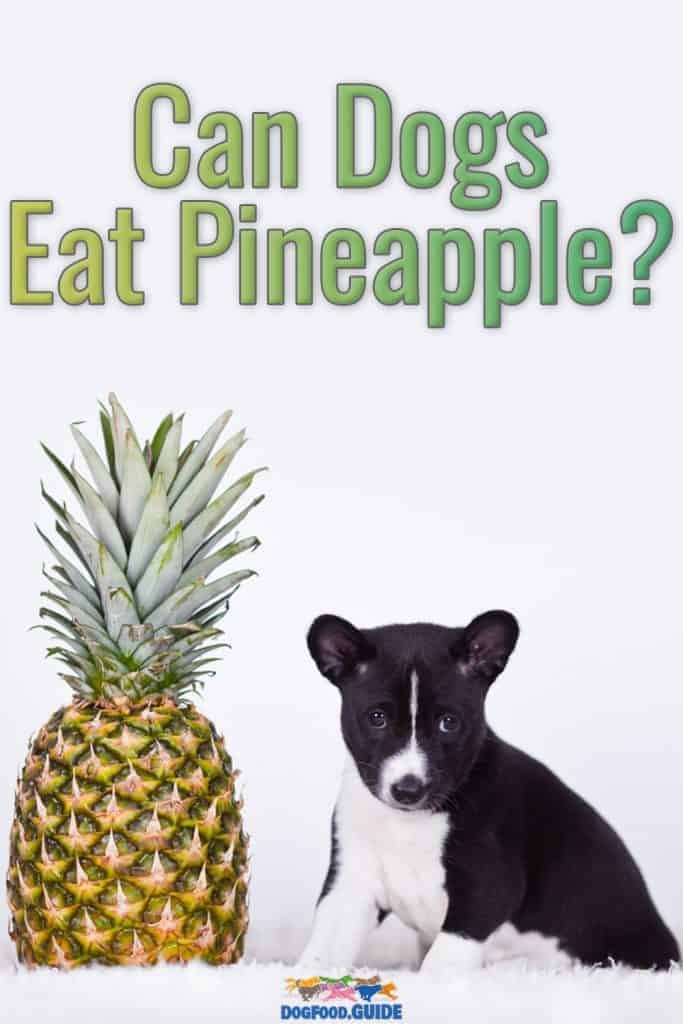 Can Dogs Eat Pineapple?