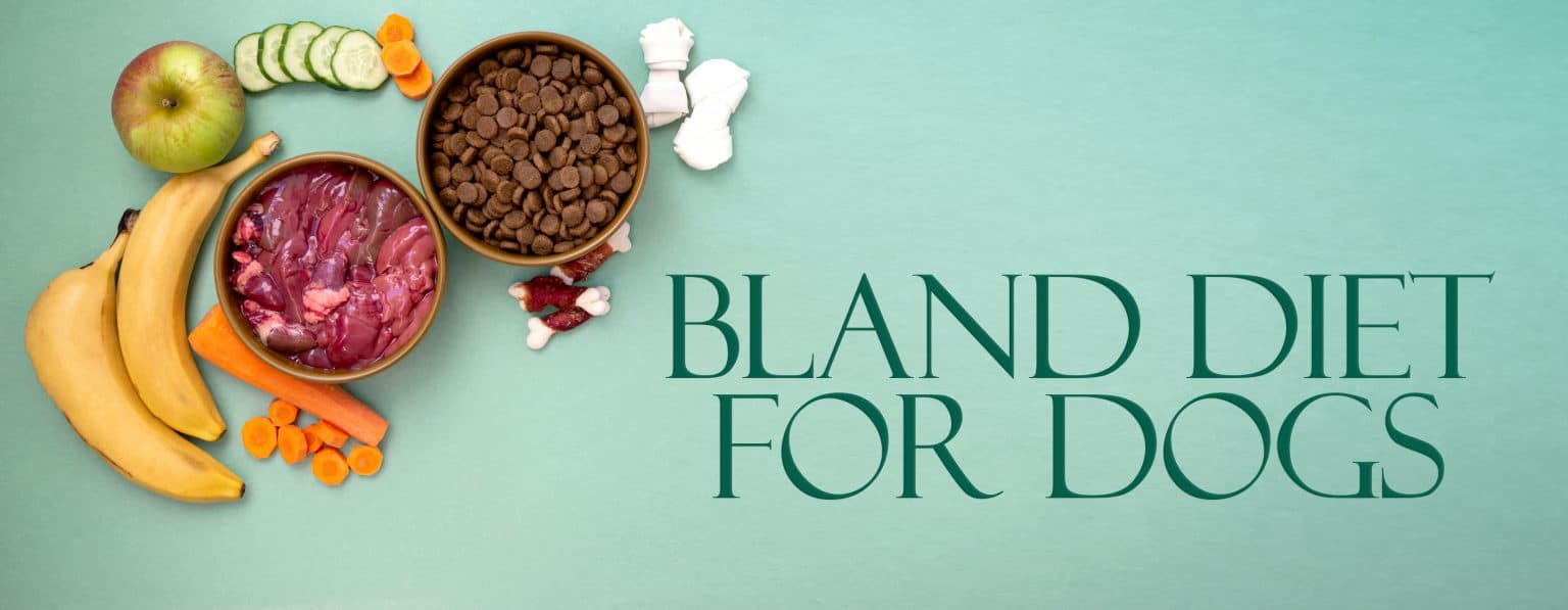 Bland Diet For Dogs 4 Accurate Things You Need to Consider!