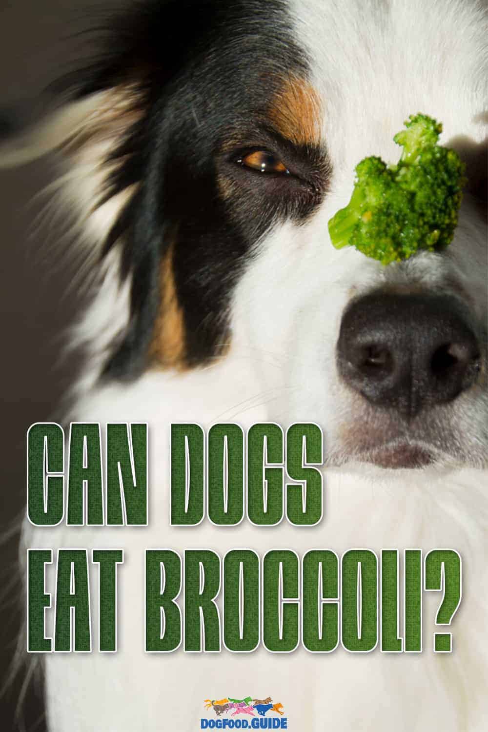 Can Dogs Eat Broccoli? Is It Safe? 2 Major Risks Uncovered!