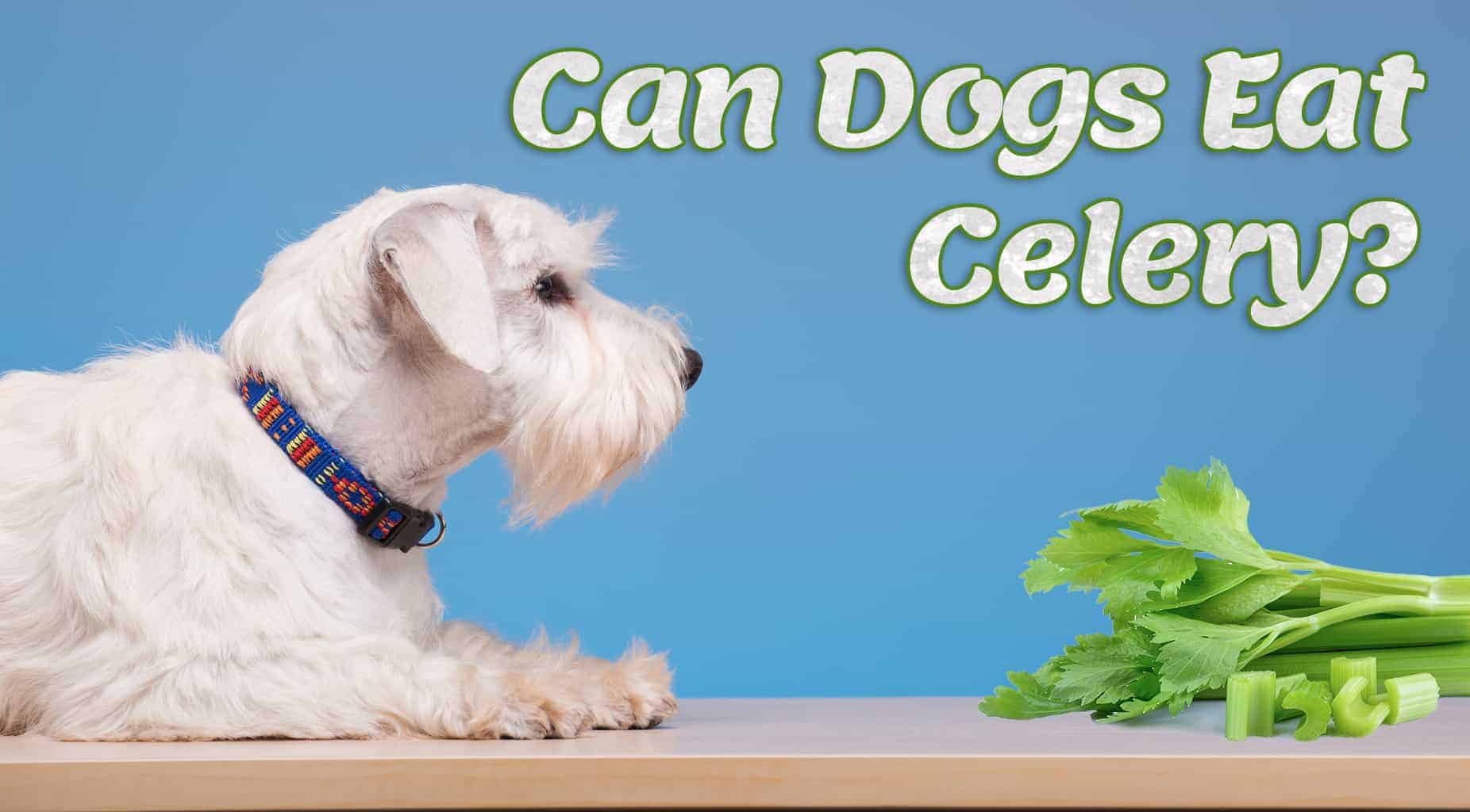 Can Dogs Eat Celery? The 6 Major Benefits Revealed Here!