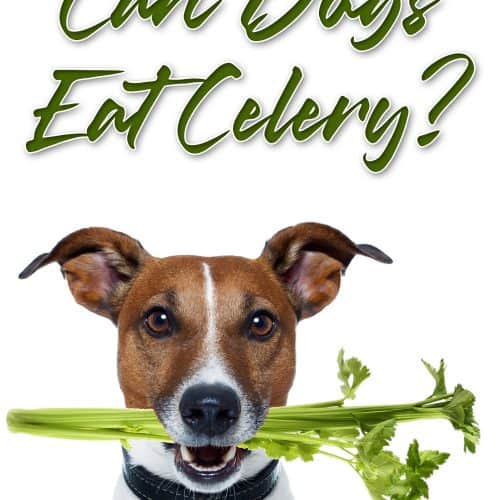 Can Dogs Eat Corned Beef? 6 Shocking Negative Effects Revealed!