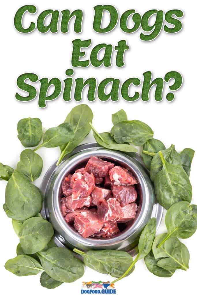 Can Dogs Eat Spinach