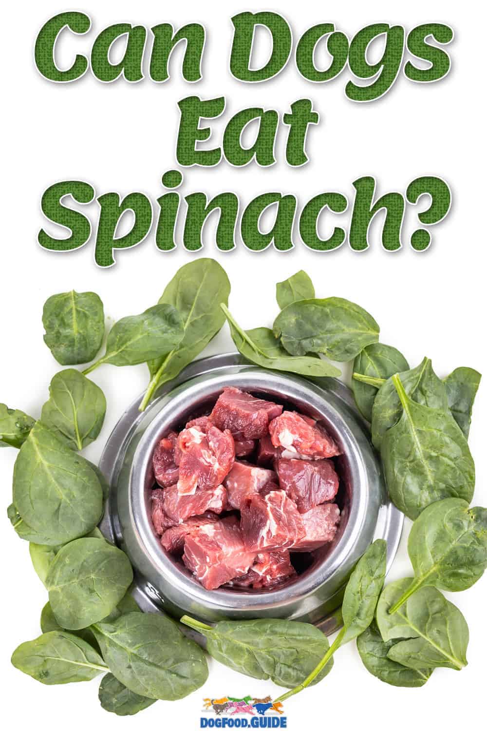 Can Dogs Eat Spinach? The 4 Major Benefits Revealed Here!