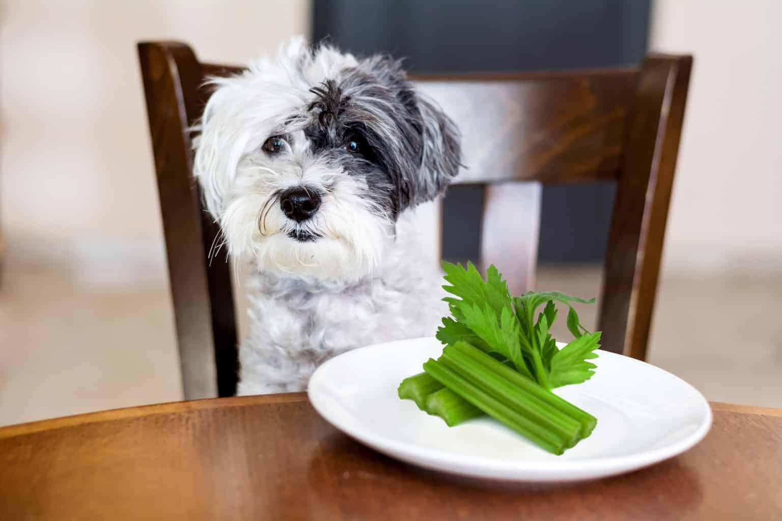 Can Dogs Eat Celery? The 6 Major Benefits Revealed Here!