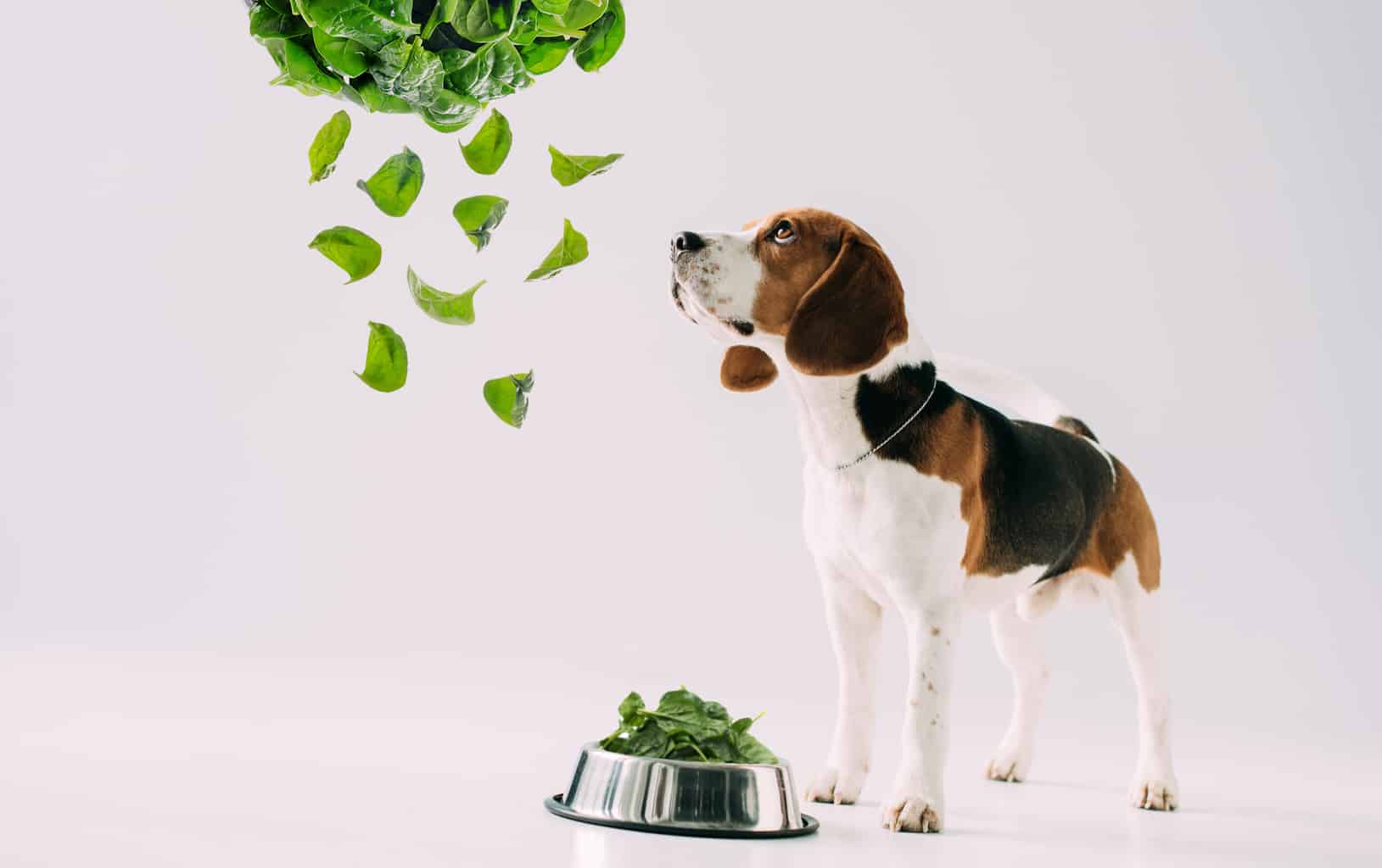 Can Dogs Eat Spinach? The 4 Major Benefits Revealed Here!