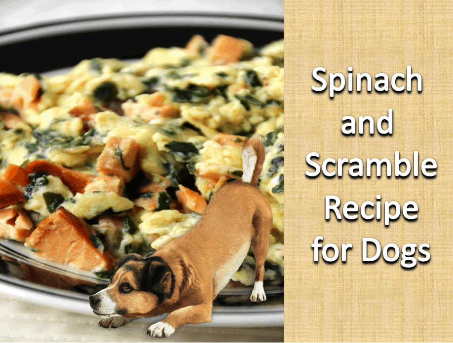 Is Spinach Safe For Dogs