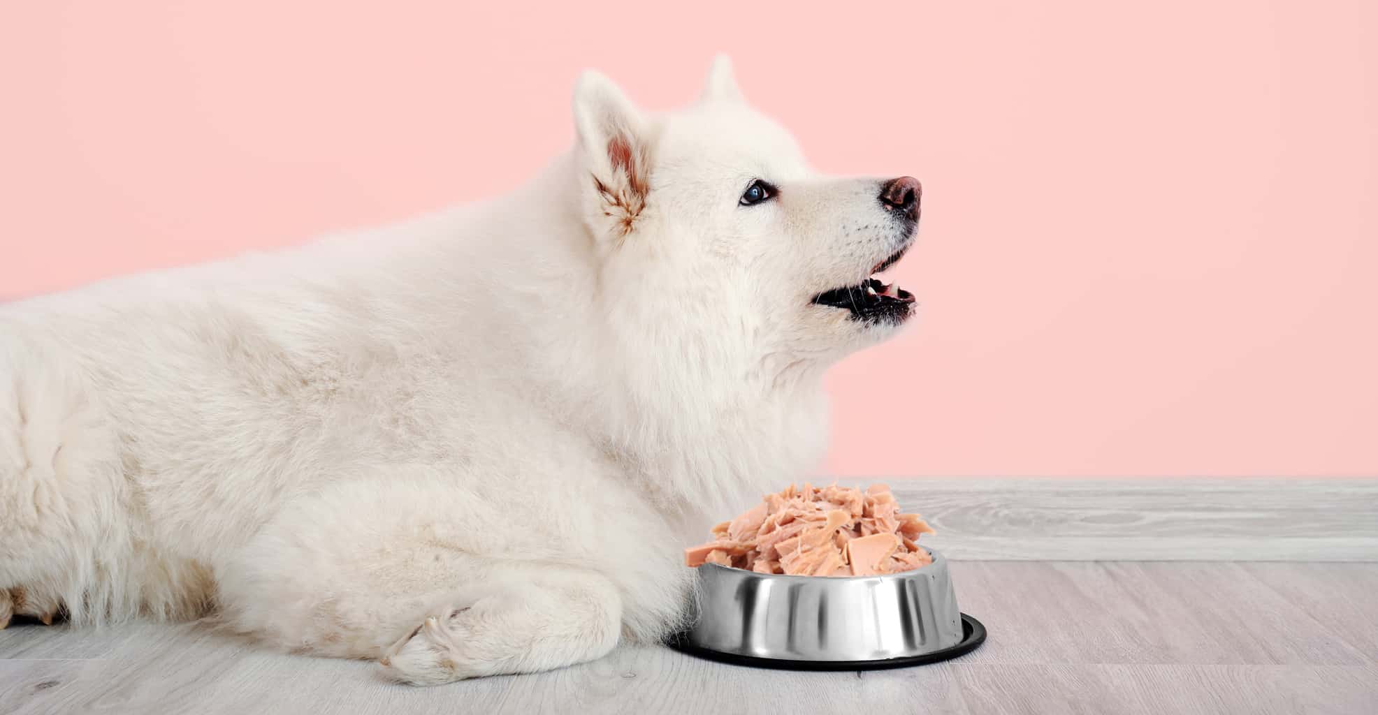 Can Dogs Eat Tuna? Pros & Cons + 3 Best Recipes Included!