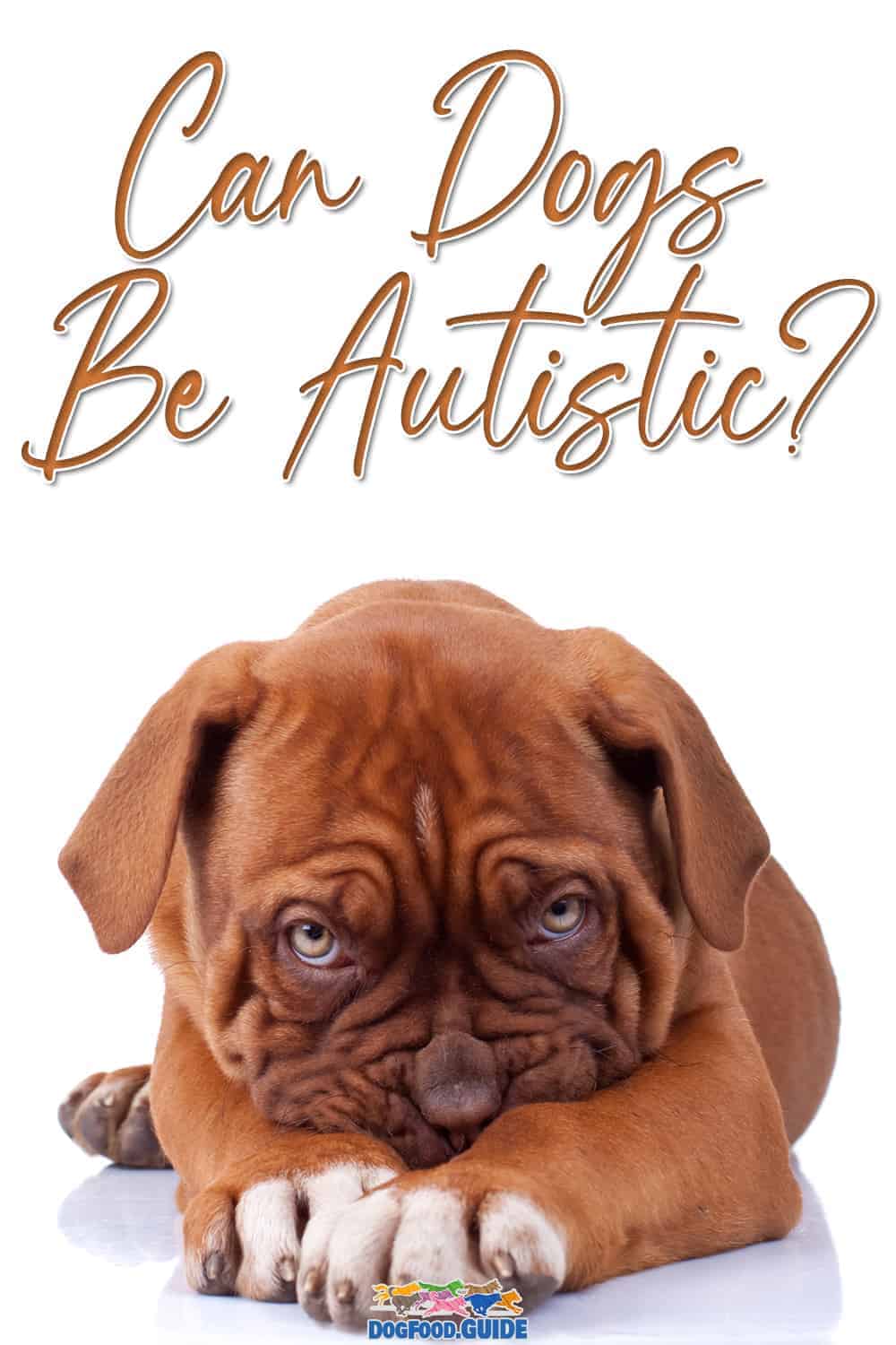 Can Dogs Be Autistic? The 6 Best TellTale Signs Revealed!