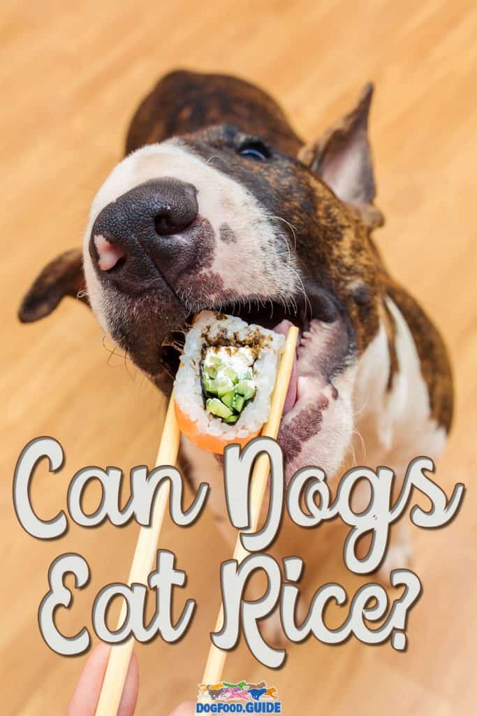 Can Dogs Eat Rice