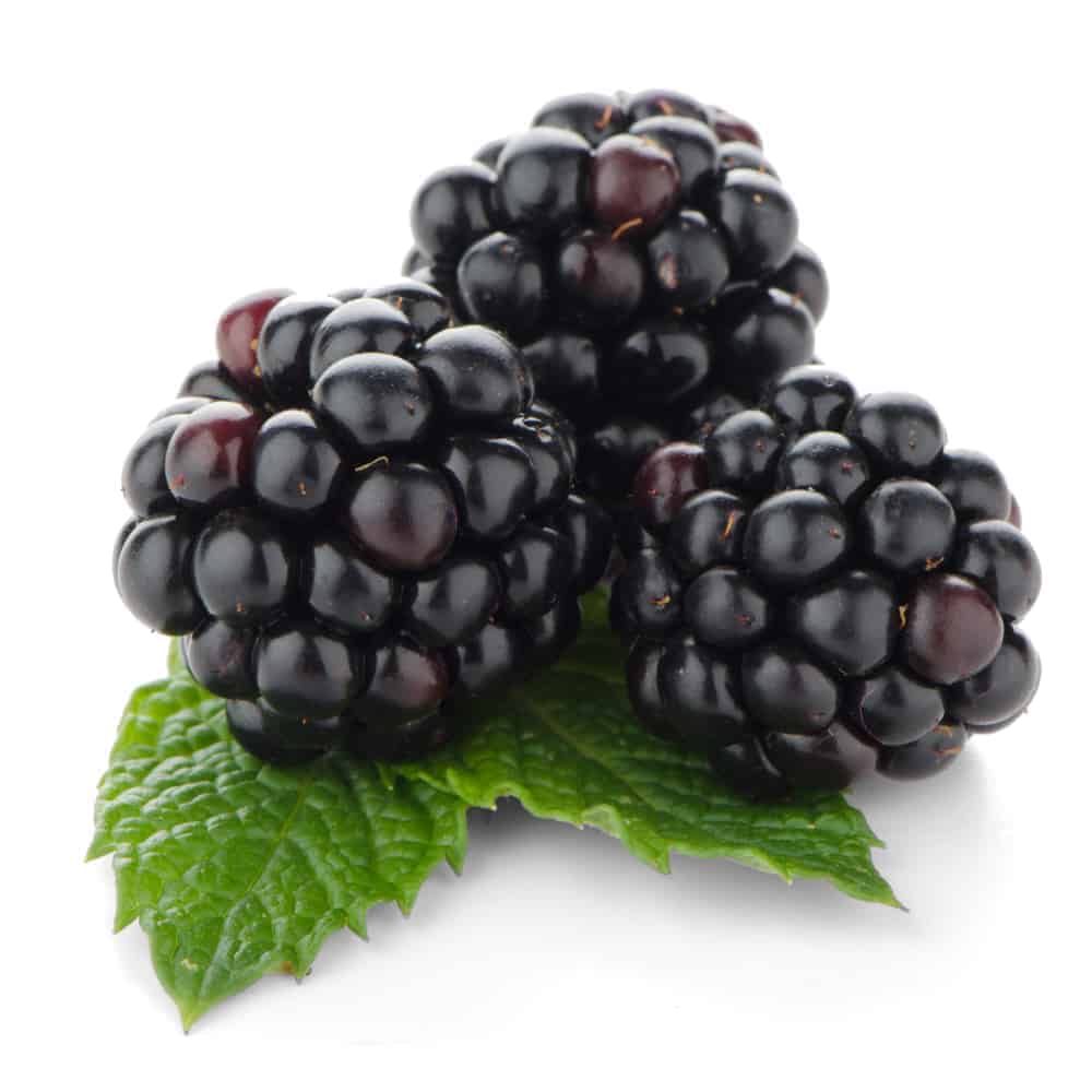 Can Dogs Eat Blackberries? 9 Toxic Berries Revealed Here!