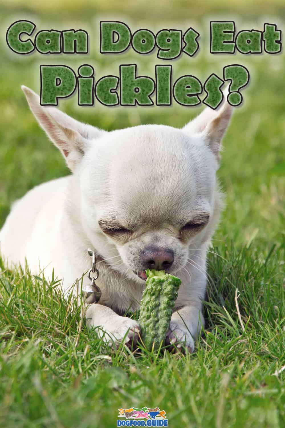 Can Dogs Eat Pickles? 7 Best Answers to Common Questions!