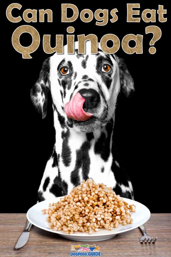 Can Dogs Eat Quinoa