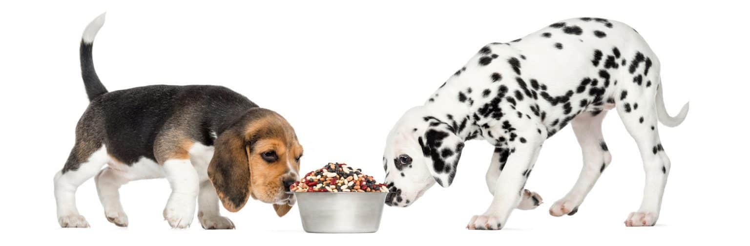 Can Dogs Eat Beans? 9 Best Beans To Give Revealed Here!