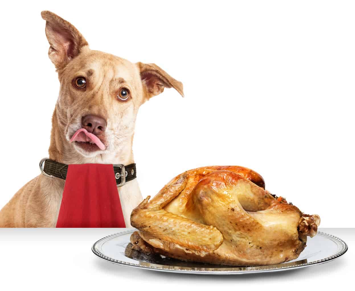 Can you give dogs turkey bones Outlet