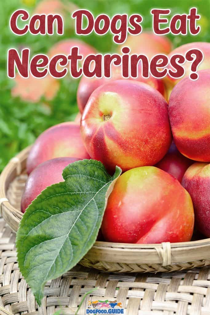 Can Dogs Eat Nectarines