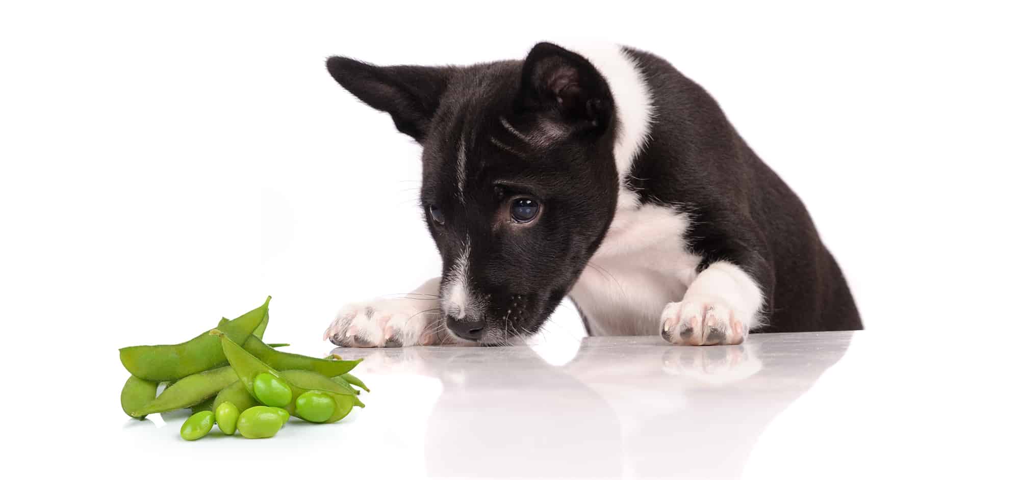 Can Dogs Eat Edamame? Pros, Cons and The Best 101 Here!