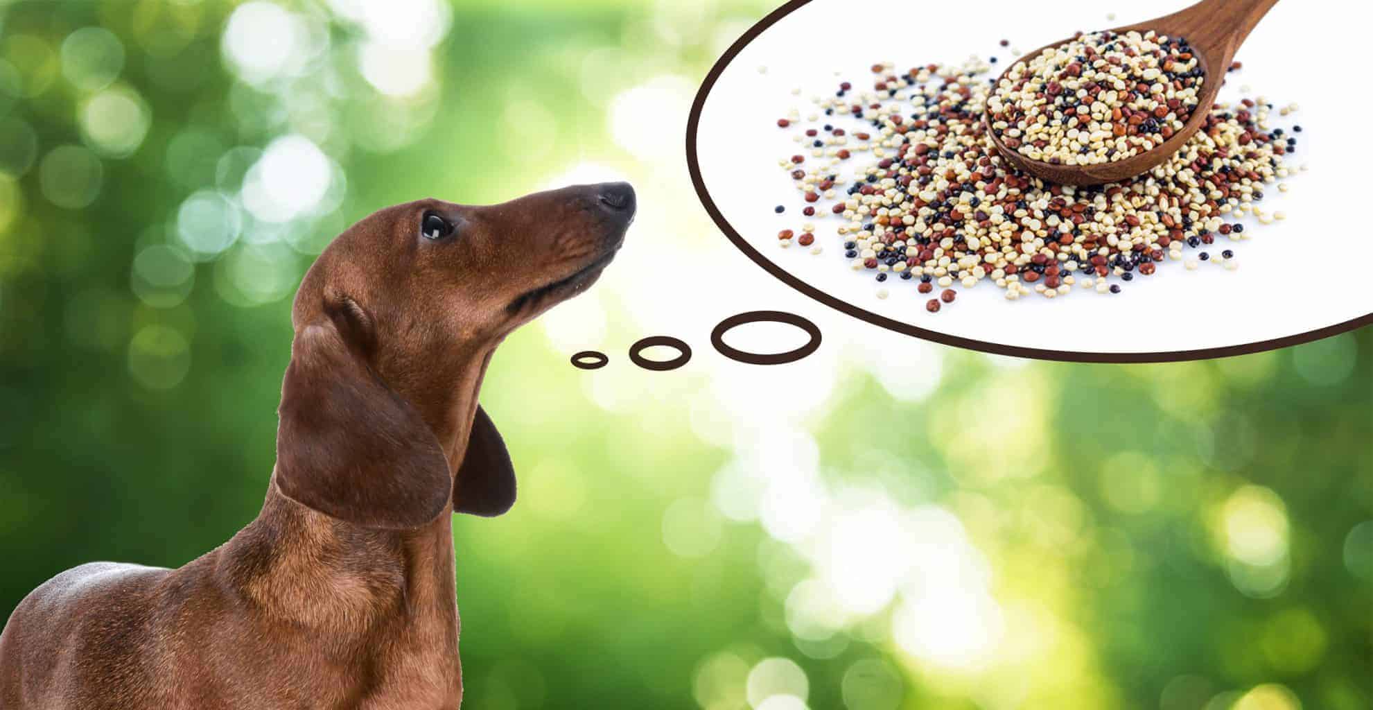 Can Dogs Eat Quinoa? 4 Best Benefits and Things To Consider