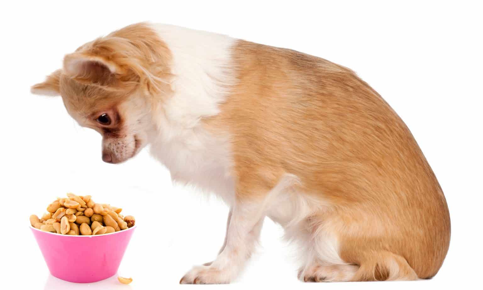 Can Dogs Eat Peanuts? 6 Dreadful Health Hazards Revealed!