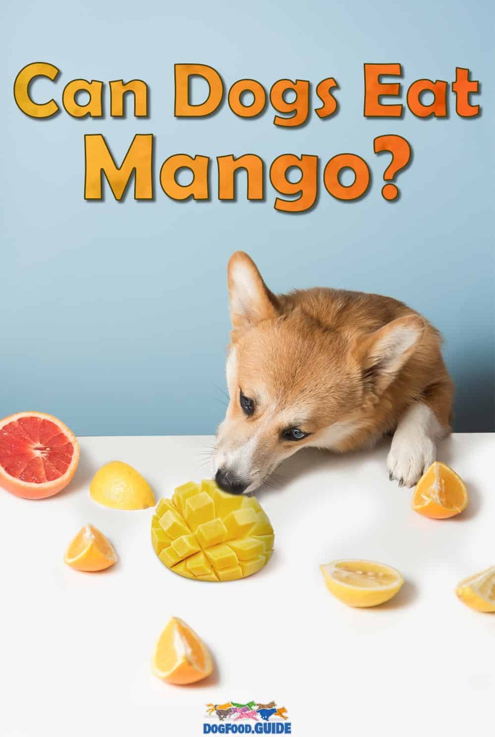 Can Dogs Eat Mango? 3 Best Ways To Serve It To Your Dog