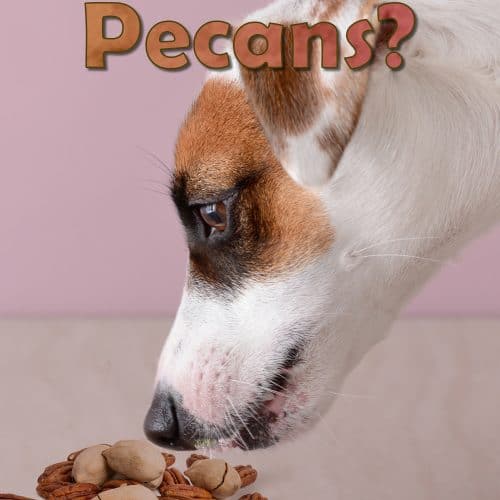 Can Dogs Eat Mushrooms? 7 Edible Mushrooms + 3 Best Recipes!