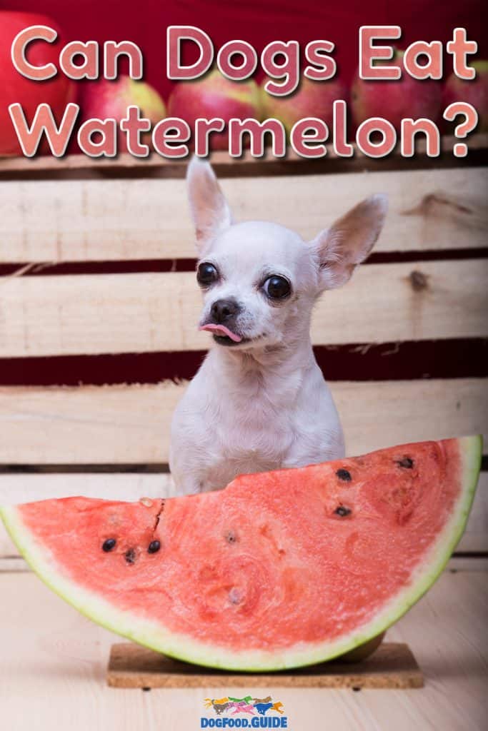Can Dogs Eat Watermelon