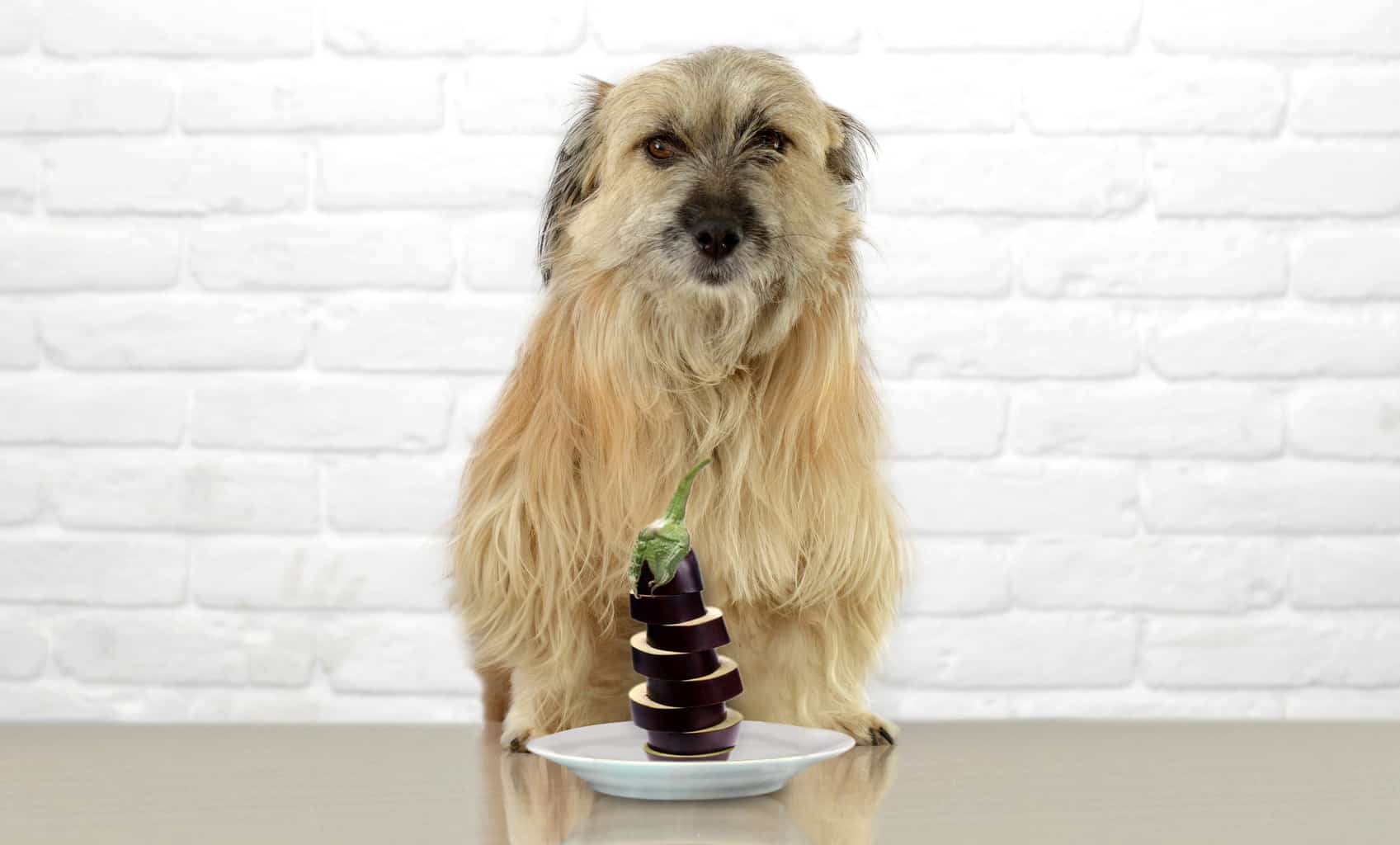 Can Dogs Eat Eggplant? 5 Deadly Reactions You Must Know About!