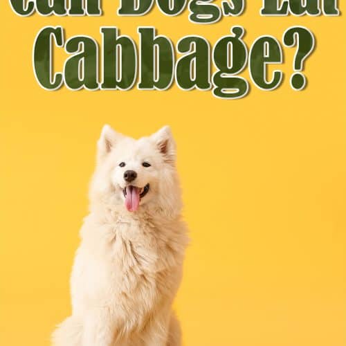 Can Dogs Eat Quinoa? 4 Best Benefits and Things To Consider