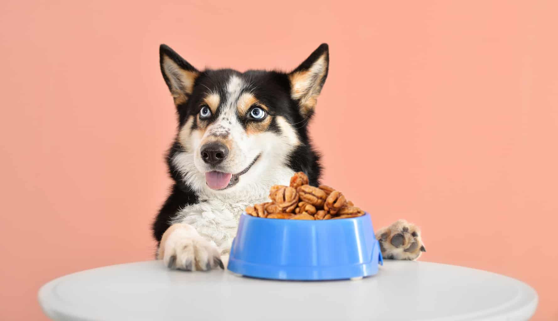 Can Dogs Eat Pecans? 7 Most Notable Signs of Poisoning Revealed!