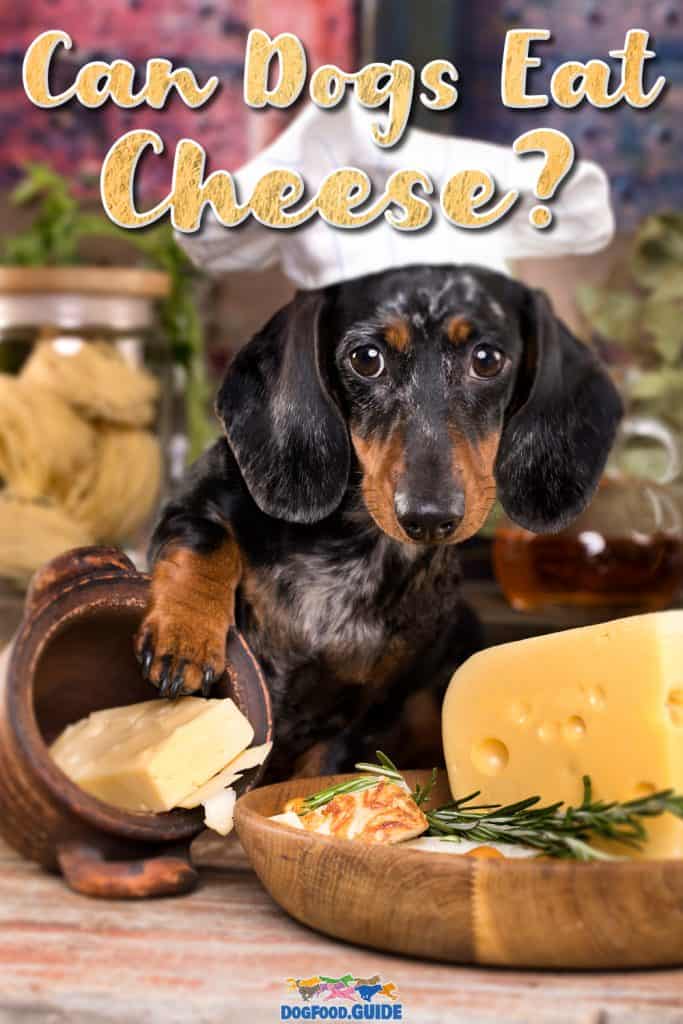 can dogs eat cheese