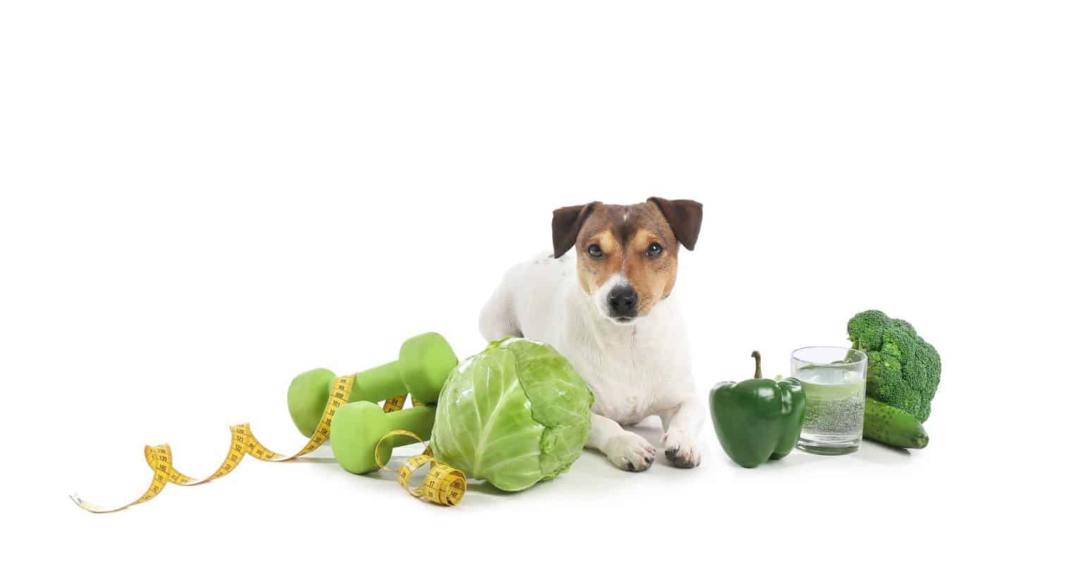 Can Dogs Eat Cabbage? 2 Shocking Health Concerns Revealed