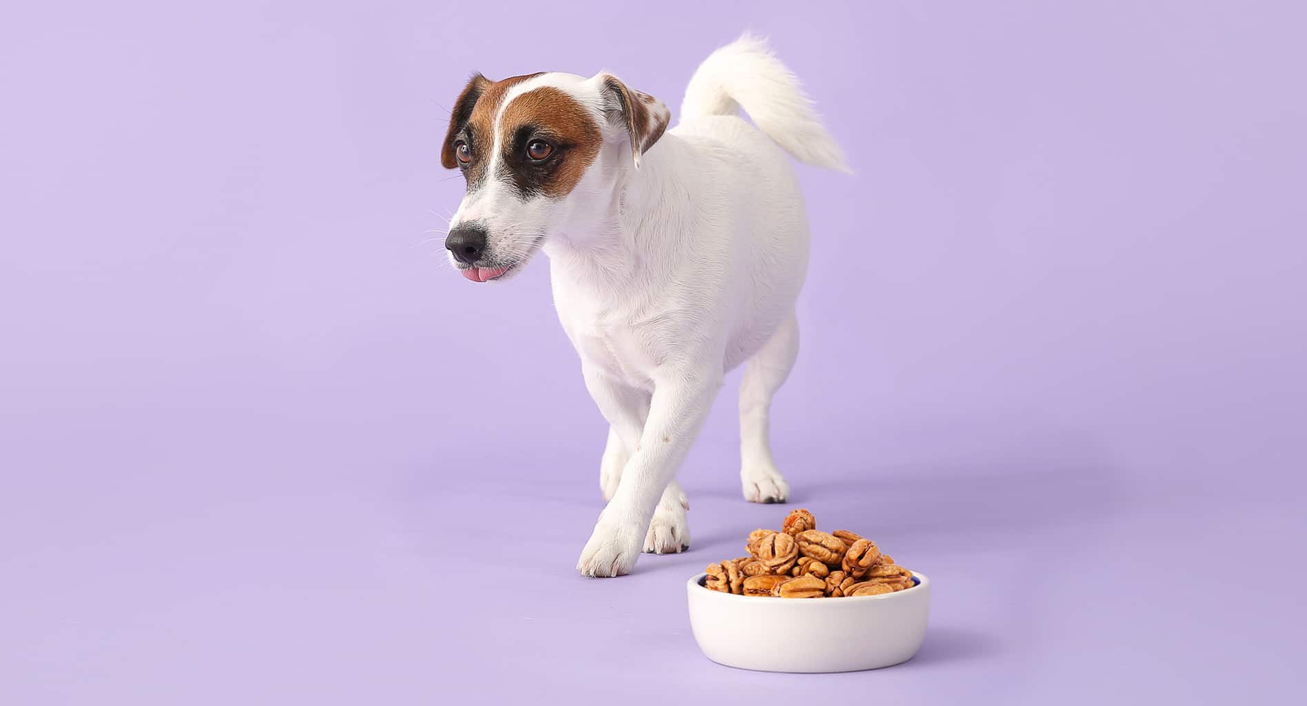 Can Dogs Eat Pecans? 7 Most Notable Signs of Poisoning Revealed!
