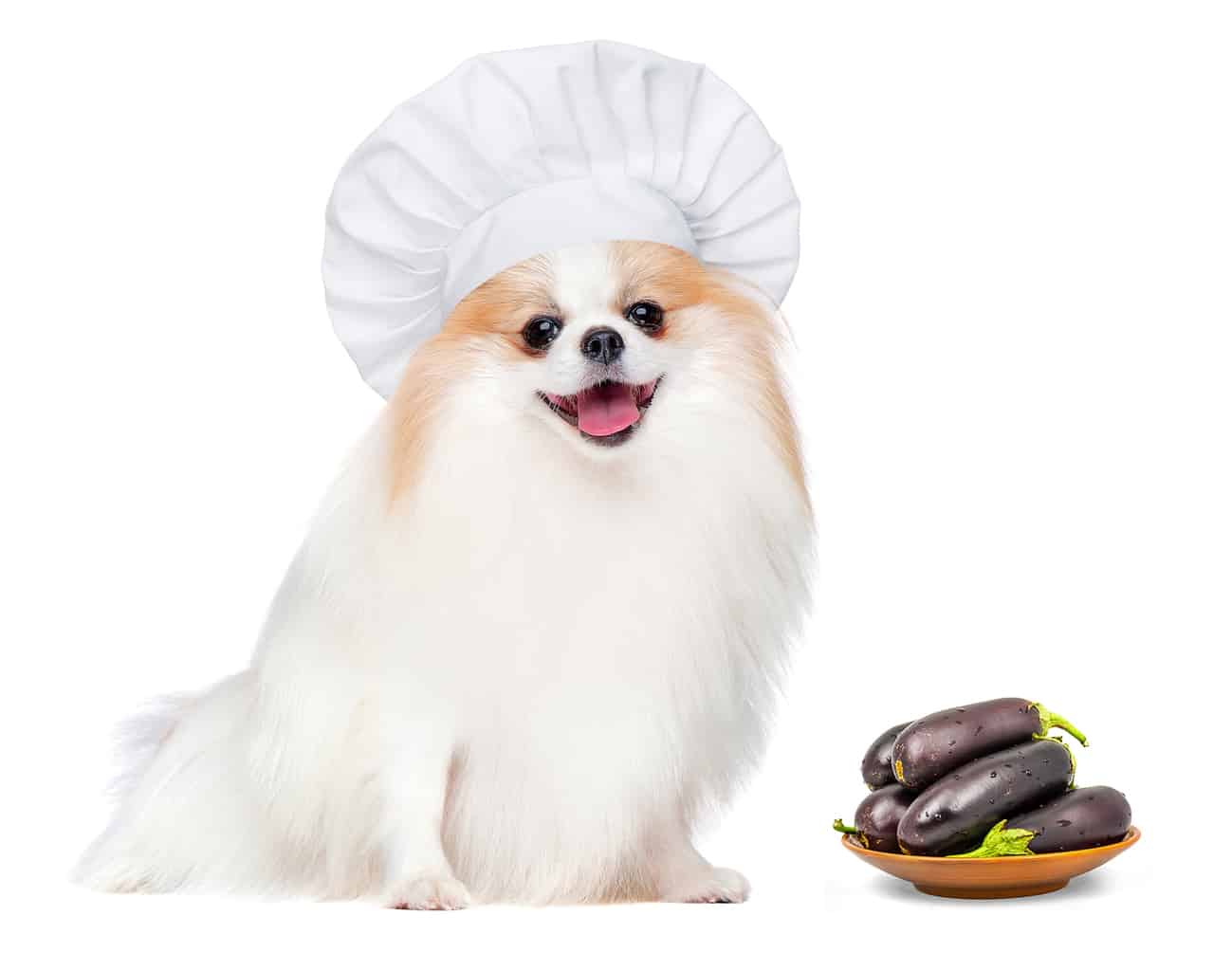 Can Dogs Eat Eggplant? 5 Deadly Reactions You Must Know About!