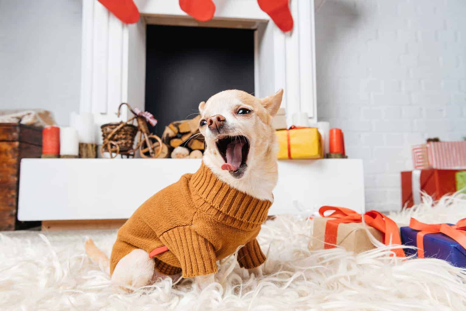 Best Dog Food For Bad Breath 7 Best Food Brands For 2022 Revealed best-dog-food-for-bad-breath-7-best-food-brands-for-2022-revealed