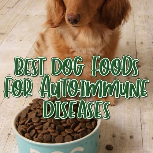 Dog Supplies The Ultimate Guide 2022