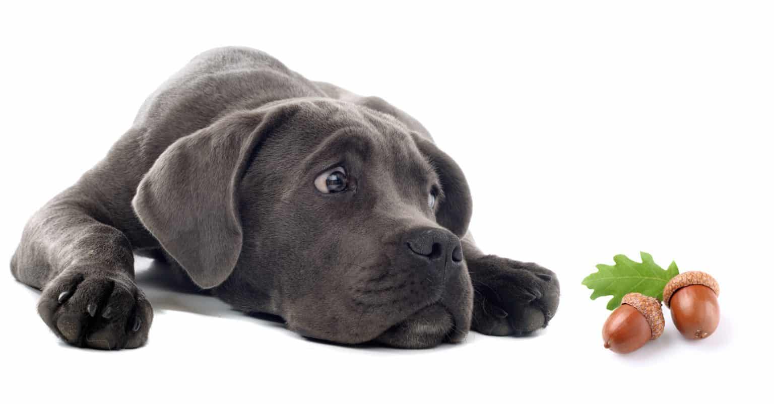 Can Dogs Eat Acorns? 12 Best Signs & Symptoms of Poisoning Revealed!