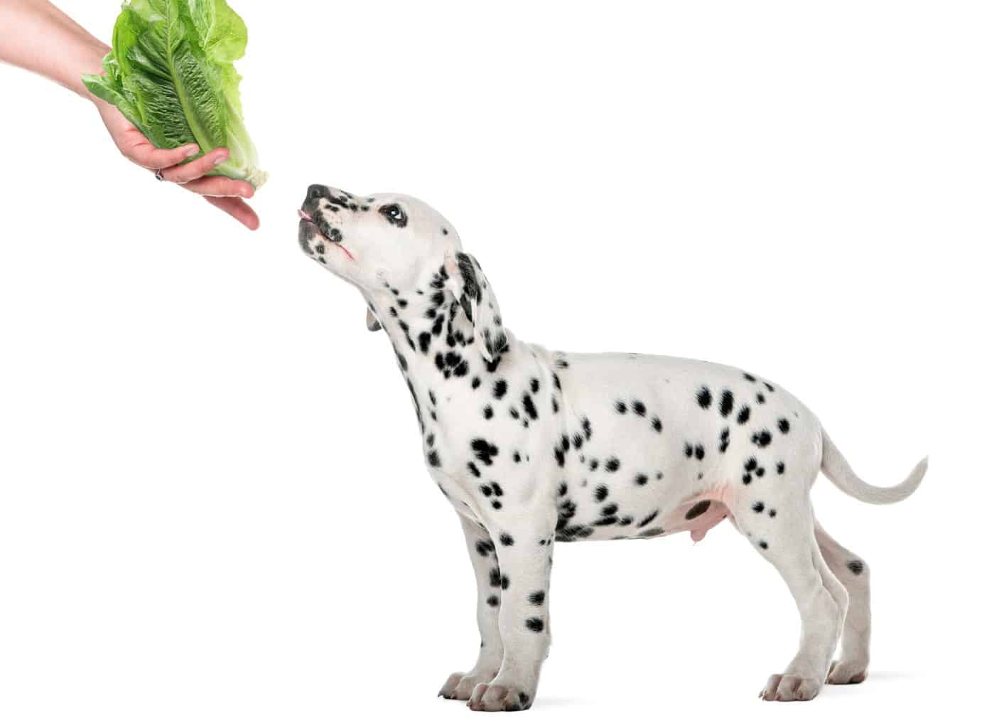 Can Dogs Eat Lettuce? 3 Amazing Benefits From Eating Lettuce Revealed!